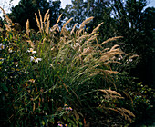Lasiagrostis calamagrostis (Straußengras)