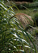 Miscanthus sinensis