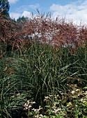 Miscanthus sinensis