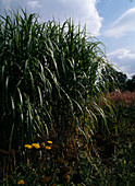 Miscanthus japonicus