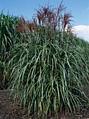 Miscanthus sinensis