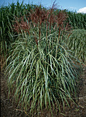 Miscanthus sinensis