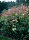 Miscanthus sinensis