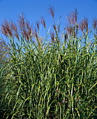 Miscanthus sinensis