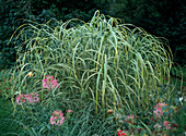 Miscanthus sinensis