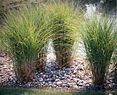 Miscanthus sinensis