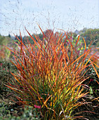 Panicum virgatum 'Rehbraun'