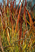 Panicum virgatum