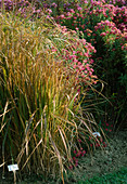 Panicum maximum