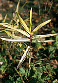 Pleioblastus viridistriatus