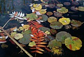 Autumn foliage in the garden pond: Rhus typhina on a bench