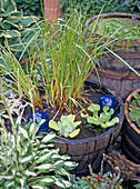 Wooden barrels as mini pond on the terrace: Carex pendula