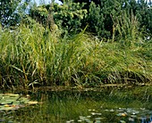 Pond edge with grasses