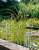 Cyperus longus (Cyprus grass)