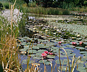 Teich mit Seerosen und Eriophorum