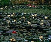 Pond with water lilies