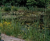 Natural pond