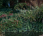 Riparian planting with Polygonum Affine, Hedera