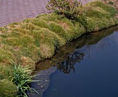 Festuca scoparia