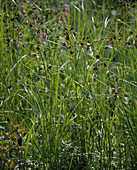 Bolboschoenus maritimus