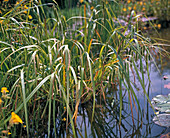 Carex pseudocyperus (cypergrass-like sedge)