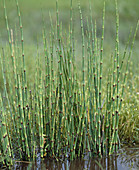 Equisetum fluviatile