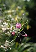 Epilobium hirsutum