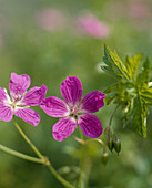 Geranium palustris