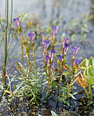 Lungenenzian (Gentiana pneumonanthe)