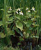 Houttuynia cordata