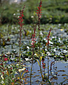 Lobelia cardinalis