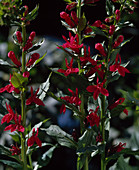 Lobelia fulgens