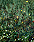 Ludwigia longifolia