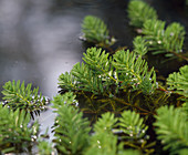 Myriophyllum verticillatum