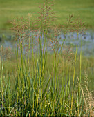 Phragmites communis