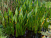 Pontederia lanceolata