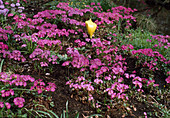 Primula rosea