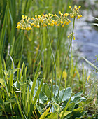 Primula florindae