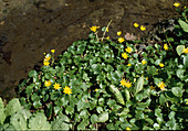 Ranunculus ficaria / Scharbockskraut