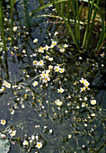 Ranunculus aquatilis