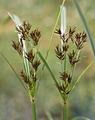 Cyperus longus