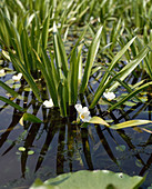 stratiodes aloides,WASSERALOE