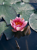 Nymphaea 'Maurice Laydeker'