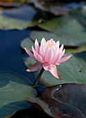 Nymphaea odorata 'Rosea'