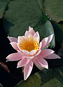 Nymphaea 'W.B.Shaw'