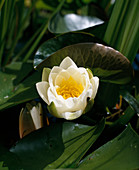 Nymphaea alba