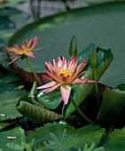 Nymphaea 'After Glow'