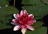 Nymphaea 'Masaniello' (Water lily)