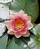 Nymphaea Hybride