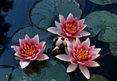 Nymphaea 'Rene Gerard'